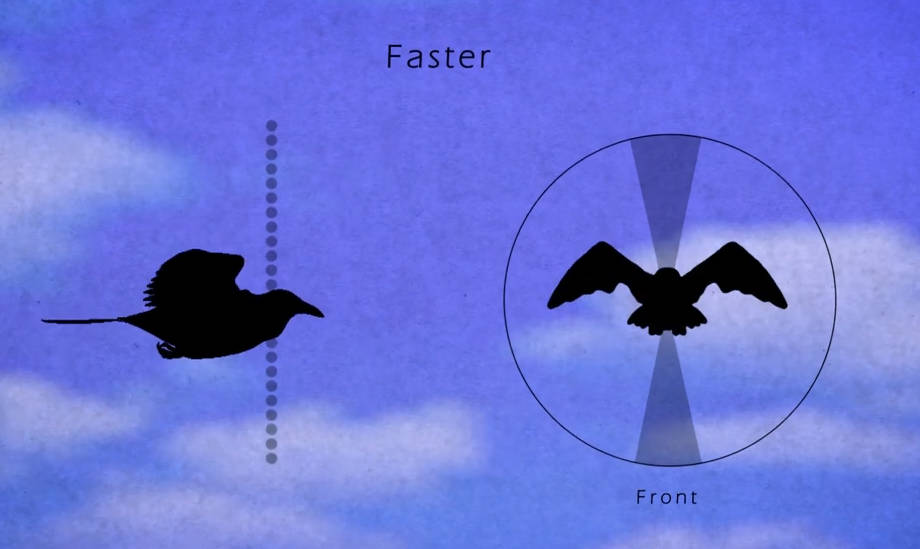 鸟类飞行动画参考 
