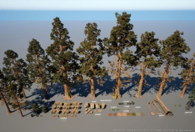 虚幻超写实自然树林季节场景MW Redwood Tree Forest Biome