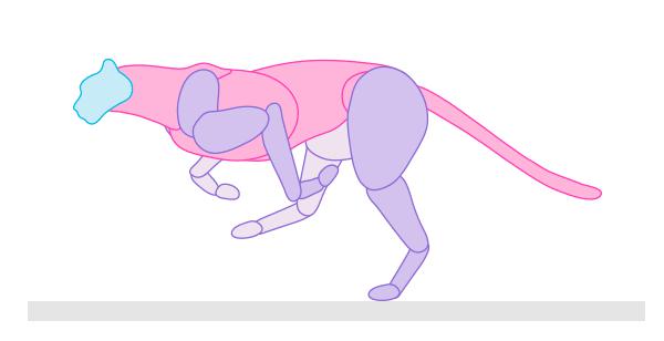 quadruped